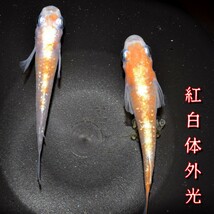 紅白体外光　稚魚１０匹　オマケ付き　紅白　赤　白　紅　朱　体外光　めだか　メダカ　レッドクリフ　アマテラス　モルフォΩ　_画像4