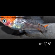 かぐや　稚魚　１０匹　オマケ　付き　めだか メダカ α　親種　星田めだか　様　ブリード　個体　血統　ブラック　リム　透明鱗　丹頂_画像8