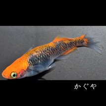 かぐや　稚魚　１０匹　オマケ　付き　めだか メダカ α　親種　星田めだか　様　ブリード　個体　血統　ブラック　リム　透明鱗　丹頂_画像6