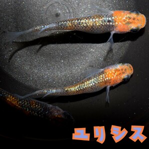 ユリシス 稚魚１０匹 オマケ付き めだか メダカ 丹頂 更紗 夜桜 月弓 ラメ ブルー オレンジ ネプチューン サンシャイン ラメ王の画像6