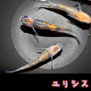 ユリシス 稚魚１０匹 オマケ付き めだか メダカ 丹頂 更紗 夜桜 月弓 ラメ ブルー オレンジ ネプチューン サンシャイン ラメ王の画像10