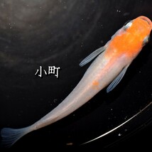 小町　稚魚　１０匹　オマケ　付き メダカ　めだか　α　紅白　赤　紅　白　鯉　非透明鱗　非　透明　鱗　産卵　間近　個体　_画像6