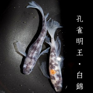 孔雀明王・白錦　稚魚１０匹　オマケ付き　白　黒　墨　錦　孔雀　明王　舞めだか　和墨　松井　鰭　長　MEDAKANEON