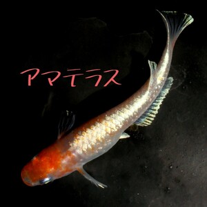 アマテラス　稚魚１０匹＋α　メダカ　紅白　体外光　赤　白　紅　朱　ブロンズ　めだか　メダカ　レッドクリフ　モルフォ　オメガ　Ω