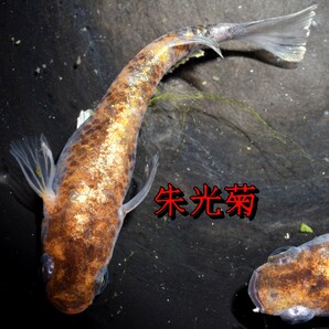 朱光菊 稚魚 １０匹 オマケ付き 菊間 三色 対外光 メダカ めだか 赤 黒 白 鰭 光 の画像5