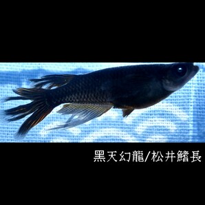 黒天幻龍・松井鰭長風雅 稚魚１０匹 オマケ付き  黒天 ブラック 黒 アースアイ ブルー 青 目 眼 松井 鰭 長 めだか メダカの画像2