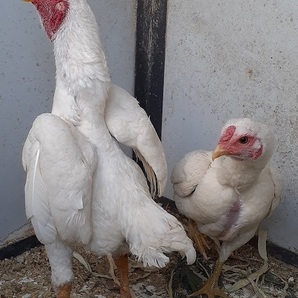 【極小】小軍鶏 白種 5個 食用有精卵の画像3