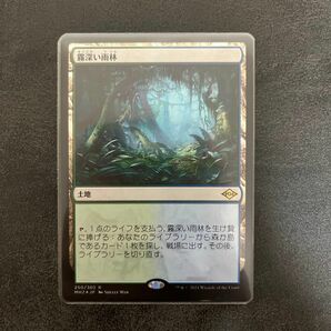 霧深い雨林　foil