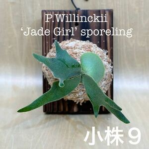 ◆◆◆ P.Willinckii ‘Jade Girl’ sporeling（板付け・小株９）