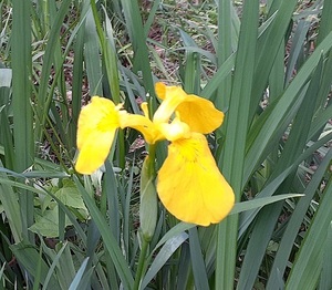 ☆大特価です☆大人気の初夏の花☆　きれいな黄色い　カキツバタ5苗+おまけ1苗　良質苗 準備しましょう！ 金運上昇！