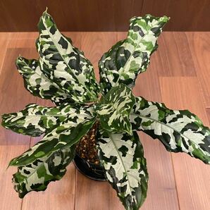 【黒葉ベタ白】Aglaonema pictum ラハト産【MB株】 アグラオネマ（用土、鉢、管理タグ付）の画像1