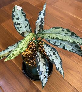 【HW便】 Aglaonema pictum 4color “炎月” from Tigalingga 【HW0818-XG】アグラオネマ （用土、鉢、管理タグ付）