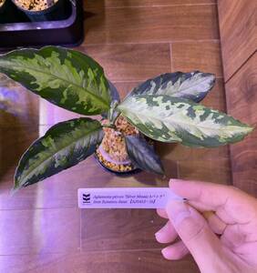 【AZ便】 Aglaonema pictum Silver Mosaic bパッチfrom Sumatera Barat 【AZ0413−1b】アグラオネマ （用土、鉢、管理タグ付）　　