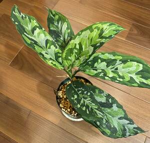 【親株】Aglaonema Pictum Tricolor The Kingdom of Thailand アグラオネマ （用土、鉢、管理タグ付）　　