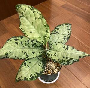 【HW便】 Aglaonema pictum multicolor 白皙明眸 from Pulau Nias 【HW0819-02】アグラオネマ （用土鉢、タグ付）　