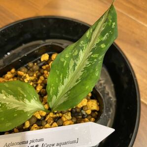 【Grow aquarium】Aglaonema pictum 夢観極彩 千眼葉 アグラオネマ（用土、鉢、管理タグ付）の画像2