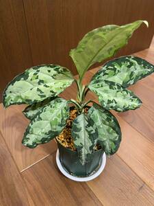 【HW便】Aglaonema pictum ”Saber【H】”　 from Sibolga Timur【HW0915-05】アグラオネマ （用土鉢、タグ付）