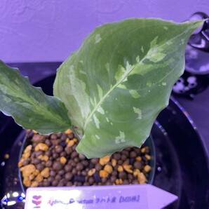 【黒葉ベタ白】Aglaonema pictum ラハト産【MB株】 アグラオネマ（用土、鉢、管理タグ付）の画像4