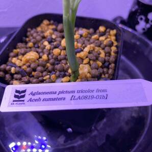 【LA便】Aglaonema pictum tricolor from Aceh sumatera 【LA0819-01b】アグラオネマ （用土、鉢、管理タグ付）の画像8