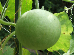 丸ひょうたん Cannonball　Bottle Gourd ヒョウタン キャノンボール 10粒