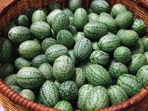 メキシカンサワーガーキン　Mexican Sour Gherkin 極小キュウリ マイクロキュウリ Melothria scabra Mouse melon Cucamelon 20粒