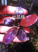 珍しい　ブセファランドラ　ｓｐ．violet blossom　水中葉 _画像3