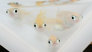 ★早メダカ★　ポニョ　【ダルマ因子持ち】特上種親の稚魚１０匹