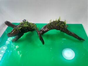 【希少】サムライモス　水草付き流木　おまけ付き　アクアリウム　レイアウト　ハンドメイド