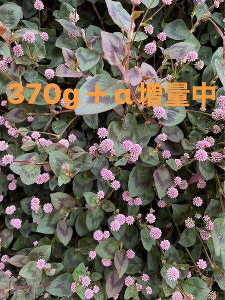 姫ツルソバ370g+αおまけ付き無農薬月曜日までお値下げ