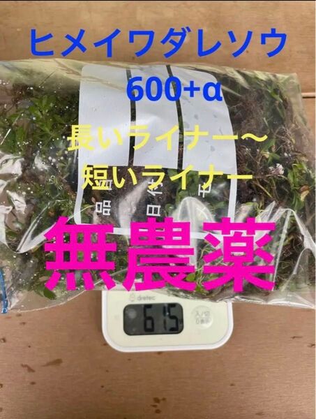 姫イワダレソウ600+α無農薬月曜日までお値下げ