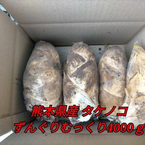 熊本県産 ずんぐりむっくり タケノコ 4000ｇ 筍 たけのこ 野菜 新鮮 グルメ 旬 特売 セール SALE sale