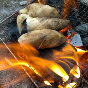 熊本県産 タケノコ 1200ｇ 炭火焼き用 camp キャンプ たけのこ 筍 グルメ お得 特売 旬 グルメ 筍 たけのこ 