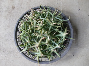  health food ingredients Kidachi aloe seedling gardening .. vegetable raw medicine traditional Chinese medicine . person necessary .. aloe tea 