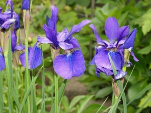 あやめ　アヤメの芽４芽