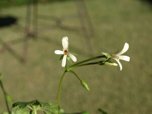 ペラルゴニウム　エロンガツム　種５個　 自家製