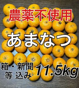 あまなつ　甘夏　甘夏ミカン　アマナツ　ミカン　みかん　果物　フルーツ　文旦　ぶんたん　ブンタン