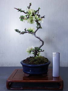 盆栽　白花長寿梅（Ｄ－４）