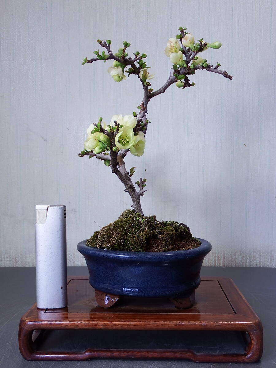 bonsai | JChere Japanese Proxy Service