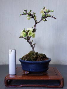 盆栽　白花長寿梅（Ｆ－１）