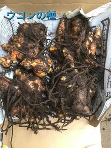秋ウコンの種 (農薬不使用) コンパクト 約　1kg