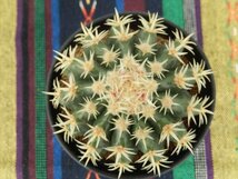 [浦部陽向園]★☆エキノカクタス　短刺金鯱　短刺金シャチ　Echinocactus grusonii★サボテン　多肉植物★Y1556☆★_画像1