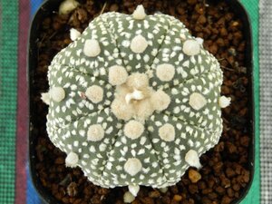 [浦部陽向園]★☆アストロフィツム　兜丸　カブト丸　カブト　Astrophytum asterias★サボテン　多肉植物★Y1552☆★