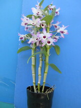 洋蘭 原種 デンドロ Den. nobile variegata　花付_画像2