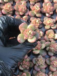 128株 T608-1多肉植物 エケベリア　リンゴの花　　超美苗 サボテン 観葉植物 花 園芸　レア種 土と根付きで