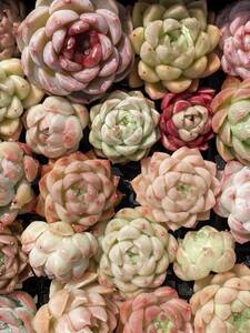 60株　V323　多肉植物 エケベリア属　Echeveria DC 　ベンケイソウ科　交雑種類　超美苗 サボテン 観葉植物 花 レア種