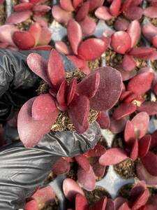 105株 X9-1多肉植物 エケベリア 火祭り超美苗 サボテン 観葉植物 花 園芸　レア種 土と根付きで