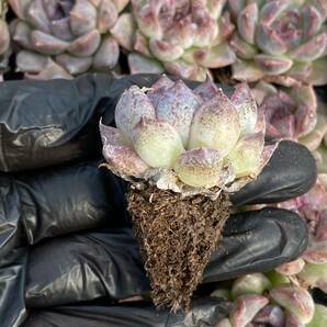 128株 X20-1多肉植物 エケベリア  紫水晶超美苗 サボテン 観葉植物 花 園芸 レア種 土と根付きでの画像2