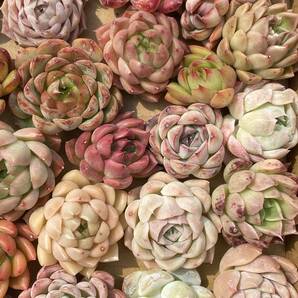 39株 X164 多肉植物 エケベリア属 Echeveria DC  ベンケイソウ科 交雑種類 超美苗 サボテン 観葉植物 花 レア種の画像3