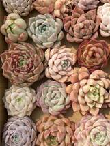 34株　X175　多肉植物 エケベリア属　Echeveria DC 　ベンケイソウ科　交雑種類　超美苗 サボテン 観葉植物 花 レ34_画像2