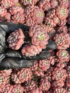 38株 X306-3 多肉植物 エケベリア バブル 超美苗 サボテン 観葉植物 花 園芸　レア種